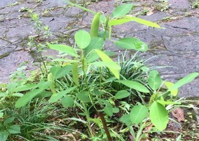 ​人称“情人草”，女人