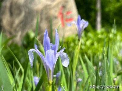 ​在东北有一种死皮赖脸